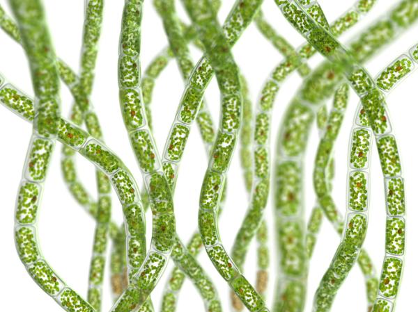 ejemplos_de_algas_unicelulares_2765_3_600